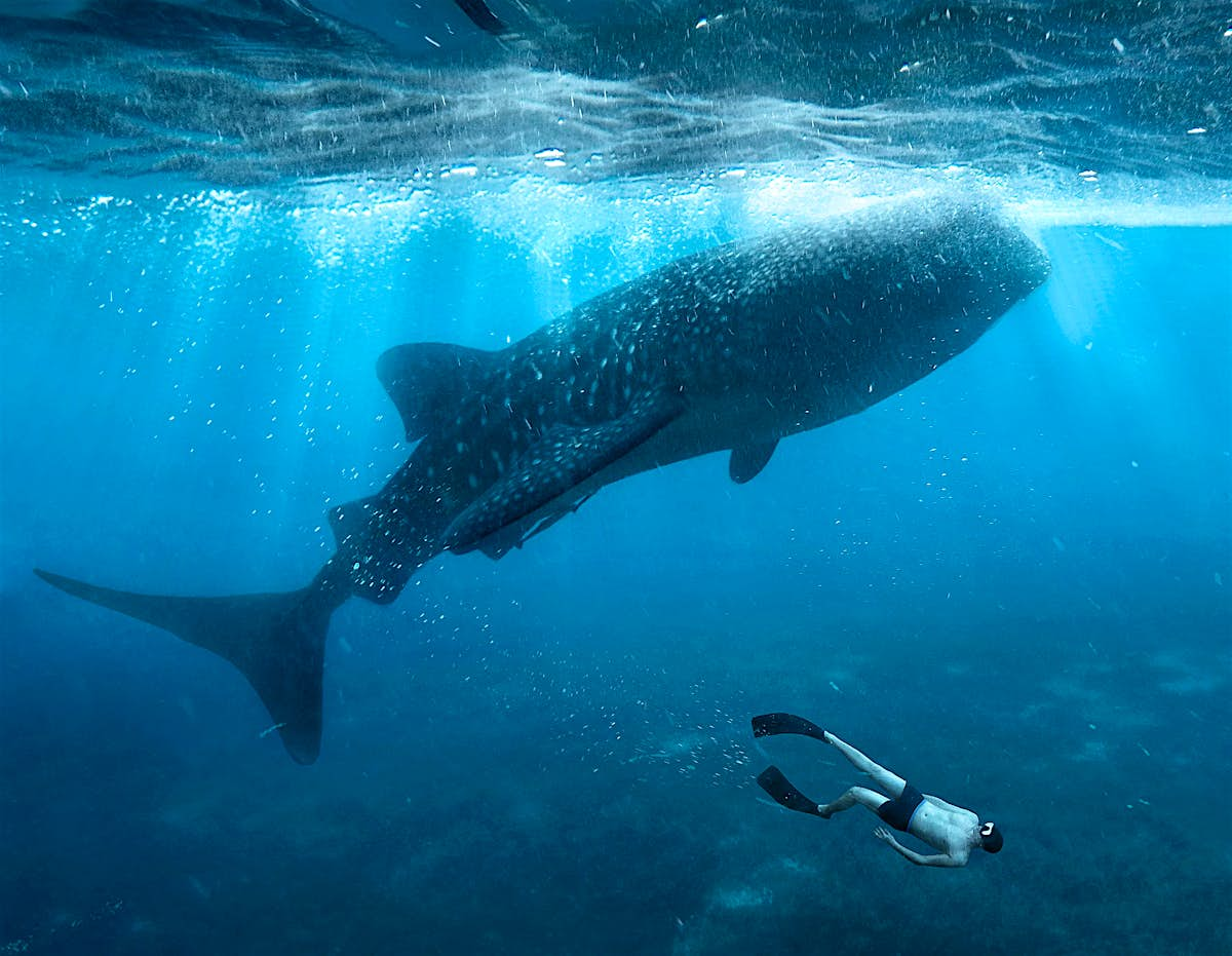 Fajarv: Swimming With Whales Oahu